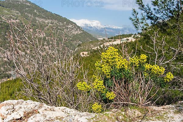 Large Mediterranean Spurge