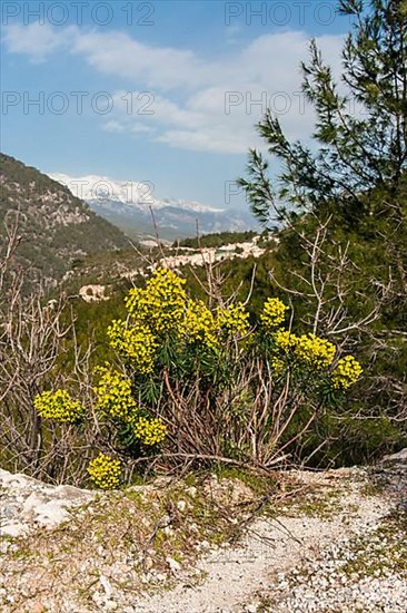 Large Mediterranean Spurge