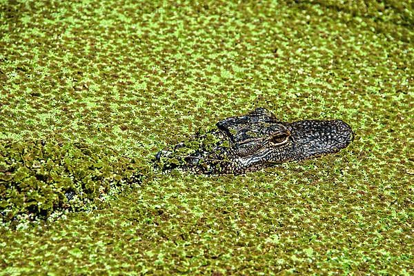 American alligator