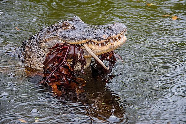 American alligator