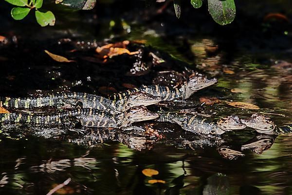 American alligator