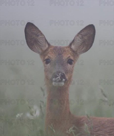 Roe deer