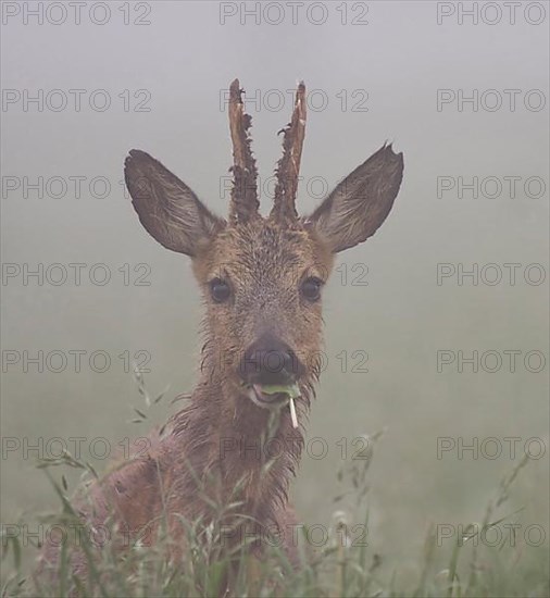 Roebuck in the morning mist