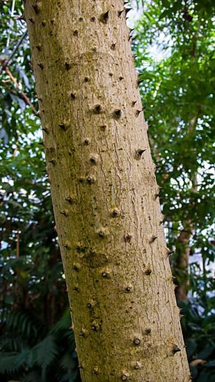 Sandbox tree