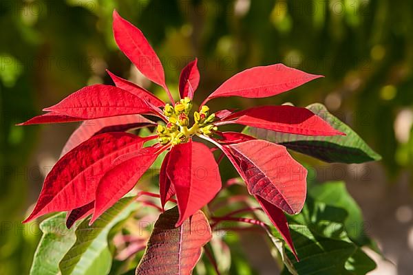 Poinsettia or Christmas Star