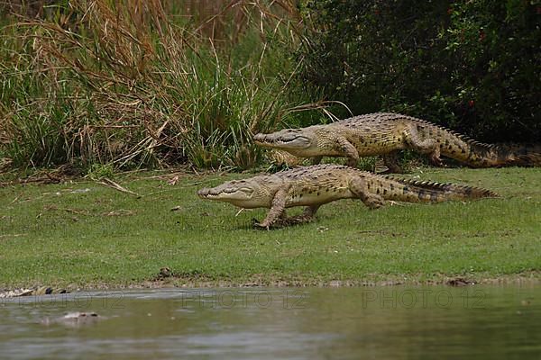 Nile crocodiles