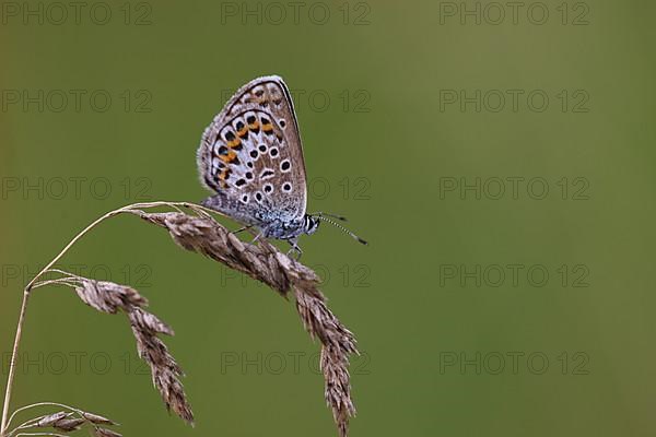 Common blue