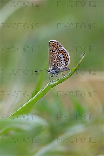 Common blue