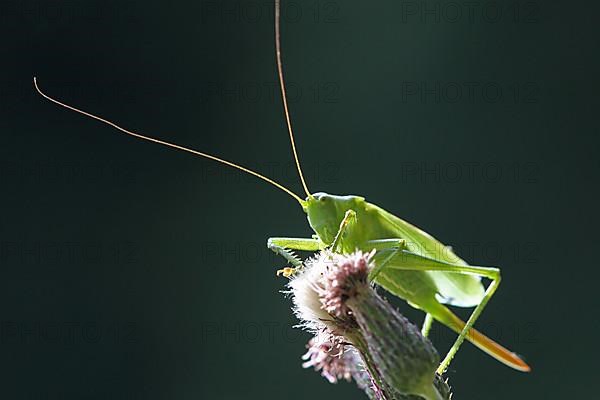 Greater green hayseed