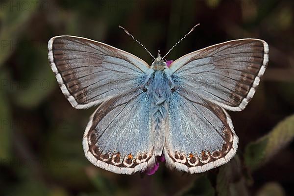 Silvery-green Blue