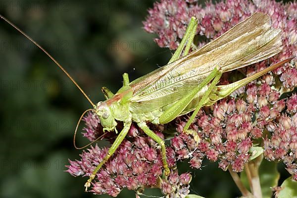 Greater green hayseed