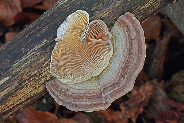 Trametes betulina