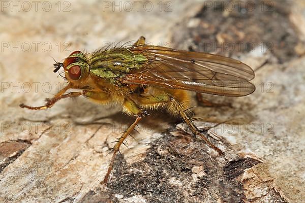 Yellow manure fly