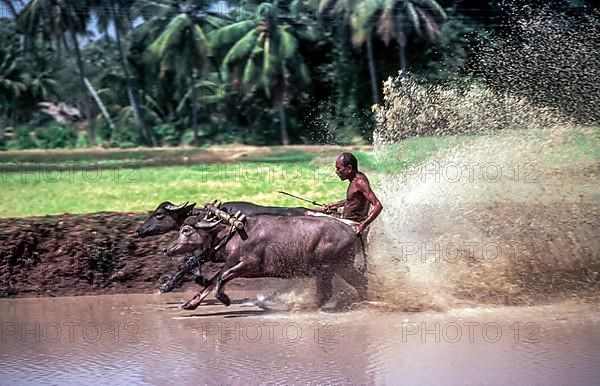 Two buffaloes running in a cattle race is also known as Maramadi