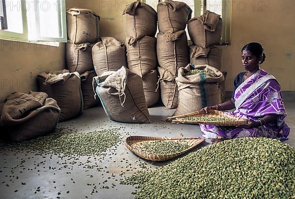 Woman winnowing and cleaning the cardamom at Bodi Bodinayakanur