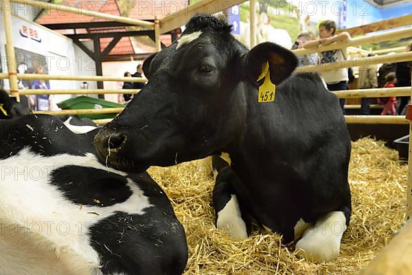 Frisian Cow