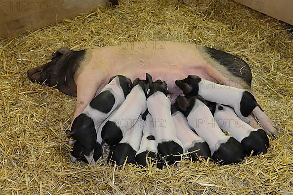 Schwaebisch-Haellisches Landschwein