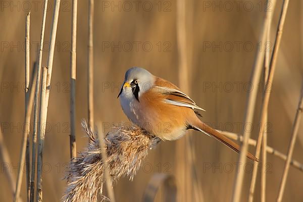 Bearded reedling