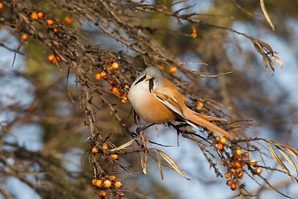 Bearded reedlings