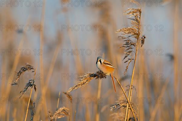 Bearded reedling