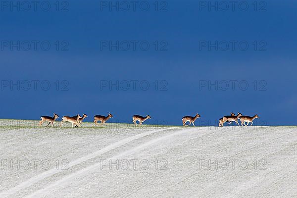 Fallow deer