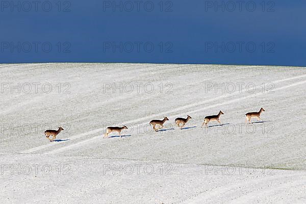 Fallow deer