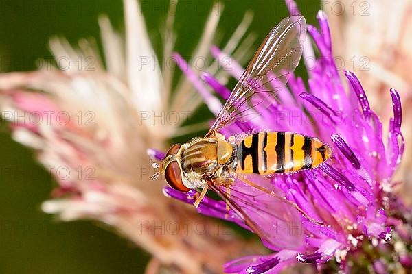 Grove hoverfly on flower