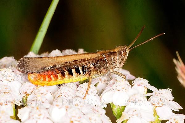 Red-legged Grasshopper