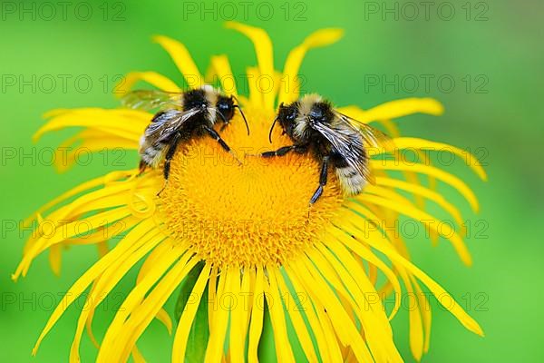 Cuckoo bumblebees