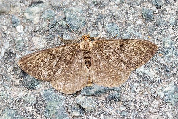 Pale oak processionary moth