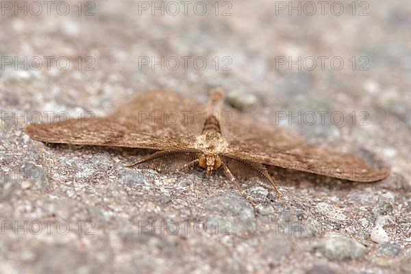 Pale oak processionary moth