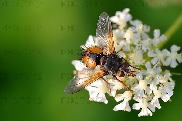 Hedgehog fly