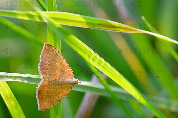 Ochre yellow leaf moth