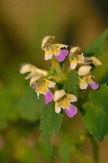 Variegated hemp-nettle