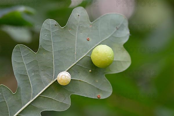 Common oak gall wasp