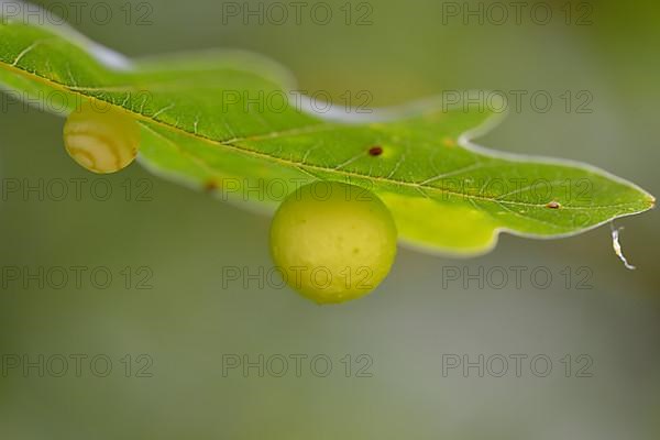 Common oak gall wasp