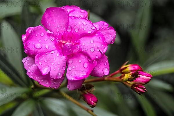 Oleander