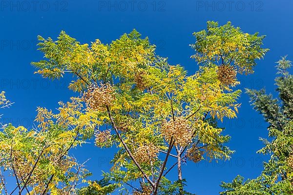 White cedar tree