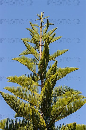 Norfolk Island Pine