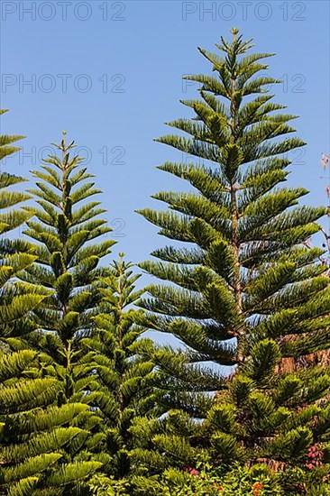 Norfolk Island Pine