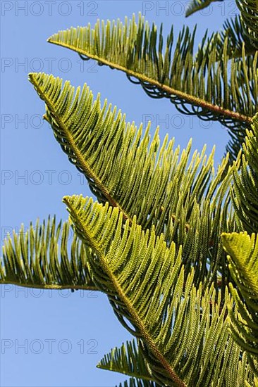 Norfolk Island Pine