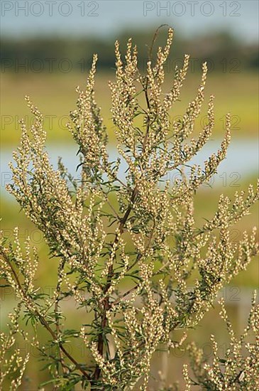 Common Mugwort