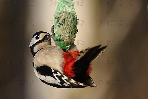 Great spotted woodpecker