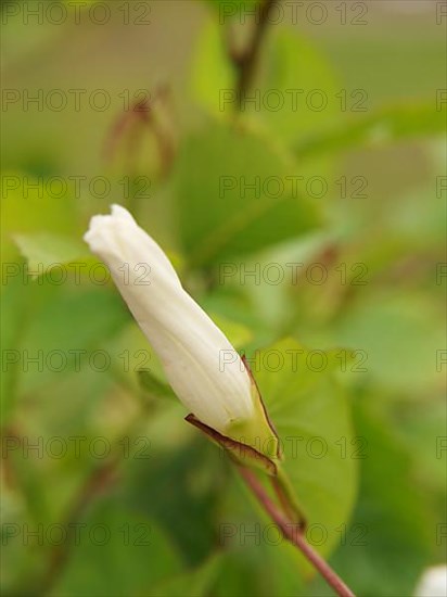 Fence bindweed