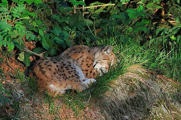 Eurasian lynx