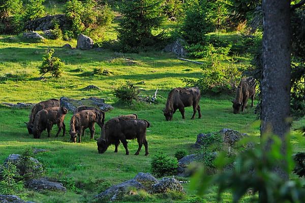 European bison