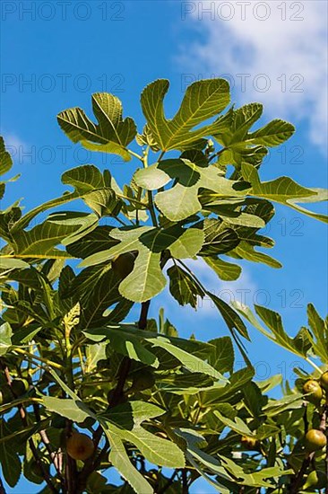 Common fig