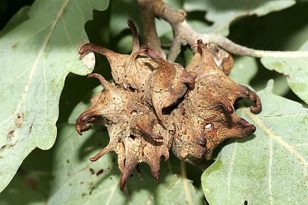 Common oak gall wasp