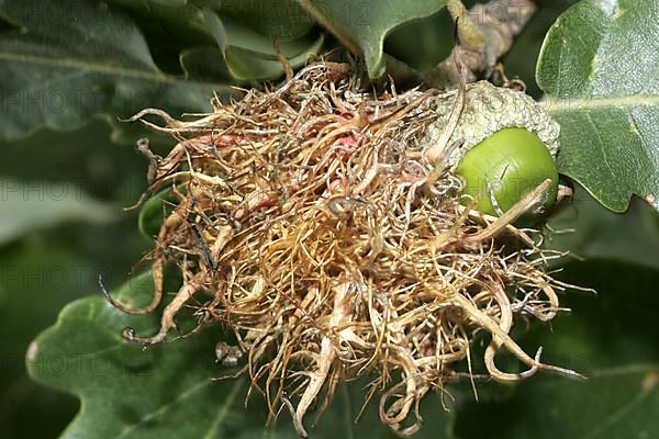 Common oak gall wasp