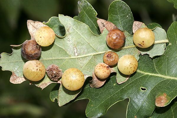 Common oak gall wasp